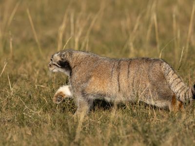 Pallas's cat in their preferred grassland habitat