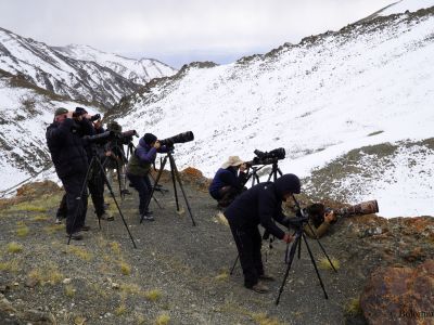 Photographing a Snow leopard in the snow. 