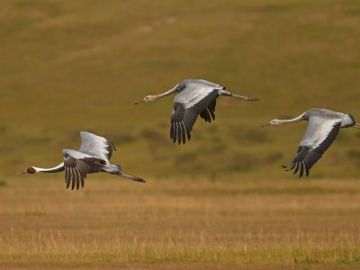 White-naped Cranes