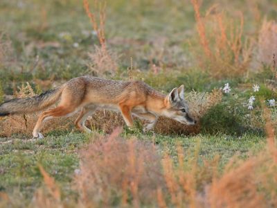 Corsac Fox