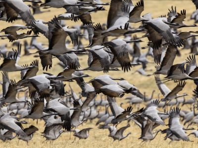 Congregating Demoiselle Cranes before migration