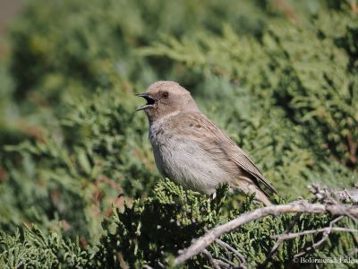 Mongolian Accentor (Prunella kozlowi)