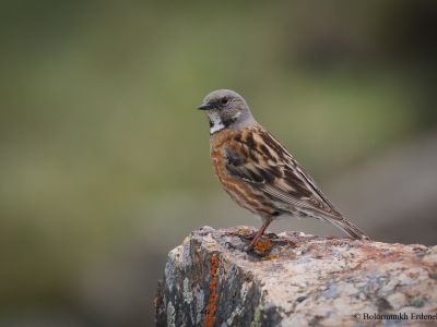 Altai Accentor (Prunella himalayana)