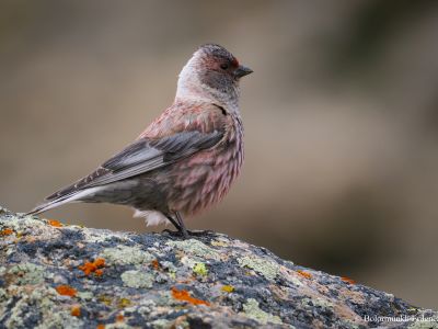 Male Asian rosy Finch (Leucosticte arctoa sushkini) - Breeds only in the Khangai mountain, Central Mongolia