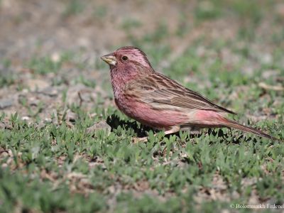 Male Chinese beautiful Rosefinch (Carpodacus davidianus)