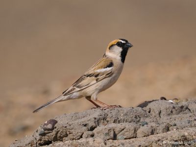 Male Saxaul Sparrow - Uncommon species that is found in saxaul and elm tree forest in the Gobi desert