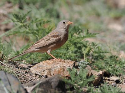 Grey-necked bunting (Emberiza buchanani)