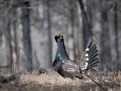 Black-billed Capercaillie (Tetrao urogalloides)