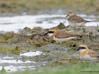 Greater sand plover (Anarhynchus leschenaultii) 