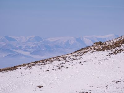 Snow Leopards are highly territorial and solitary. Only during mating season in the spring males and females come together