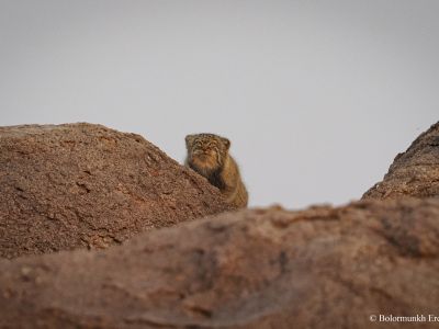 Pallas's cat