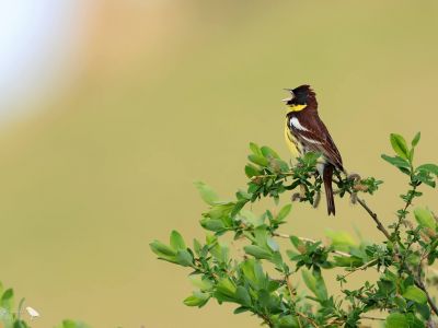 Critically endangered Yellow-breasted bunting breeds along the Ulz river