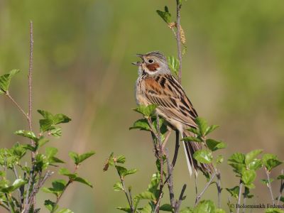 Chestnut-eared Bunting (Emberiza fucata)