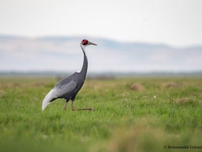 White-naped Crane (Antigone vipio)