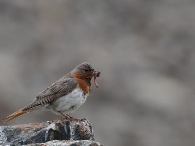 Red-throated Thrush