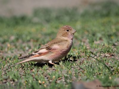 Mongolian Finch (Bucanetes mongolicus)