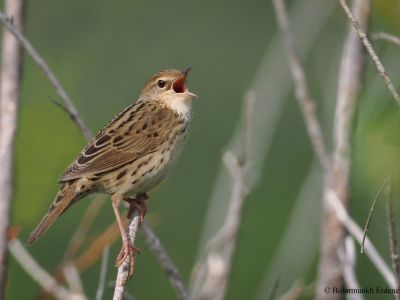 Lanceolated Warbler
