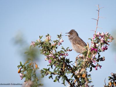 Barred Warbler