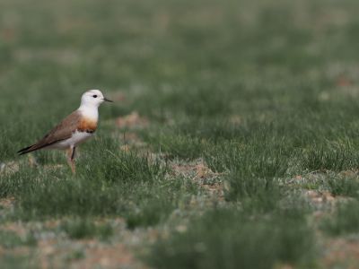 Oriental Plover (Charadrius veredus)