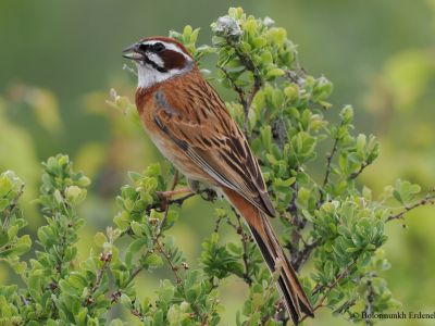 Meadow Bunting (Emberiza ciodes)