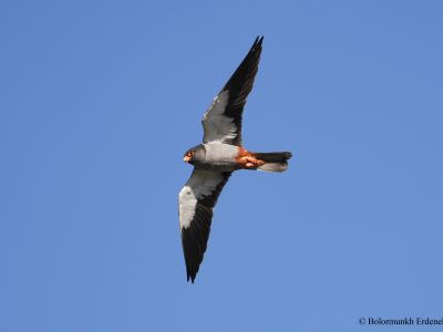 Male Amur Falcon (Falco amurensis)
