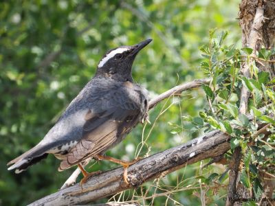 Siberian thrush - Uncommon passage migrant in the eastern half of the country