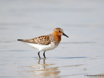 Red-necked Stint, common passage migrant in eastern Mongolia