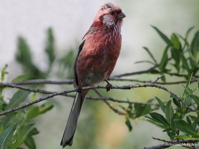 Long-tailed rosefinch