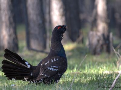 Black-billed Capercaillie
