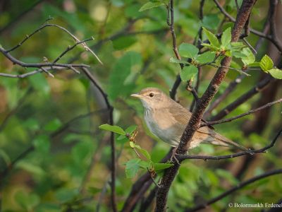 Chinese bush Warbler
