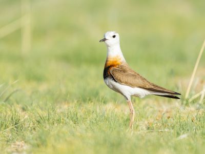 Oriental plover (Charadrius veredus) by Julien Mazenauer