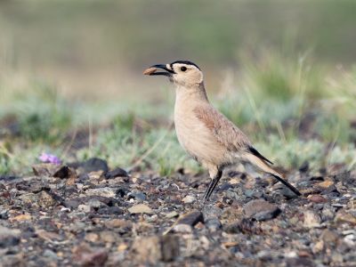 Mongolian Groundjay (Podoces hendersoni) by Julien Mazenauer