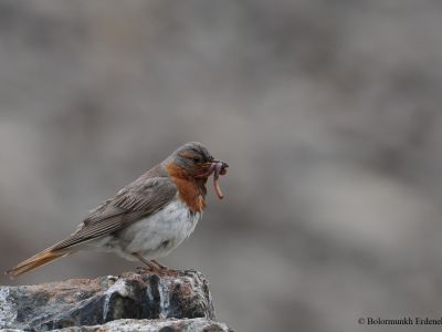 Red-throated thrush