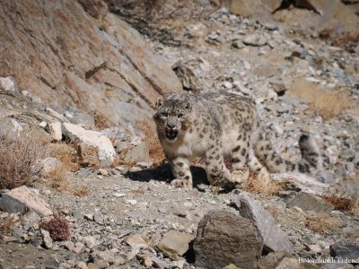 Snow Leopard  (Uncia uncia)