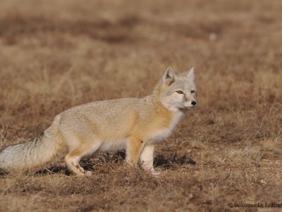 Corsac fox (Vulpes corsac)
