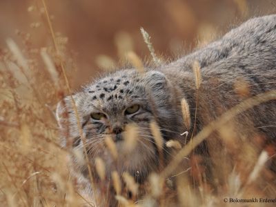 Pallas's cat (Otocolobus manul)