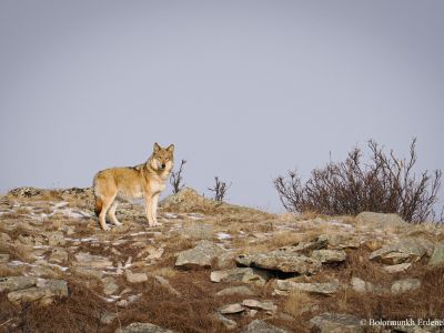 Mongolian Wolf (Canis lupus chanco)