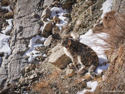 Snow Leopard in the Altai mountains
