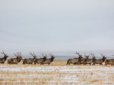 Altai Wapiti (Cervus canadensis sibiricus)