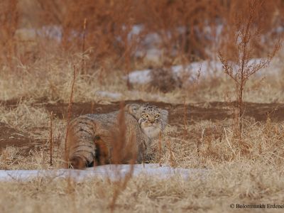 Pallas's cat (Otocolobus manul) kitten in late autumn
