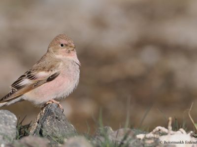 Mongolian Finch (Bucanetes mongolicus)