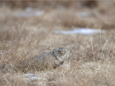 Pallas's cat (Otocolobus manul) is hunting before sunset