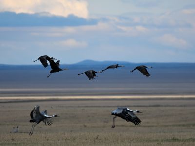 Hooded and White-naped Cranes