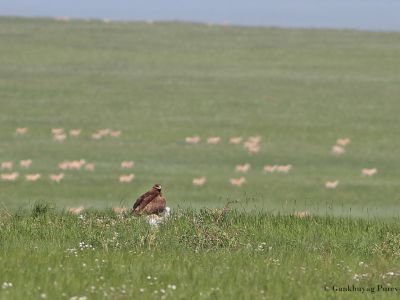 Steppe eagle (Aquila nipalensis) nests on the ground in its prime habitat, steppe grassland