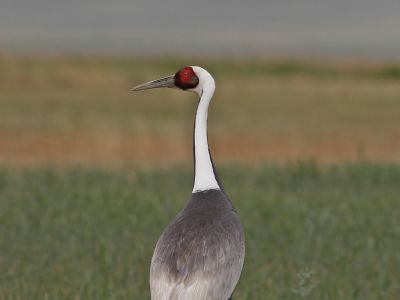 White-naped crane (Antigone vipio)