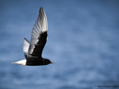 White-winged Tern