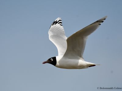 Relict Gull - Uncommon breeding species, mostly in the desert lakes