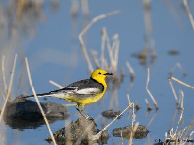 Citrine Wagtail - Common migrant throughout the country. Breeds in Norhtern Mongolia