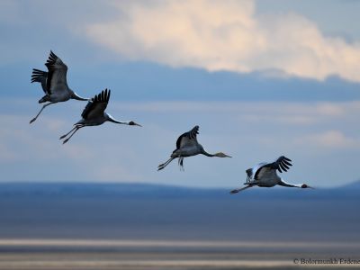 White-naped Crane