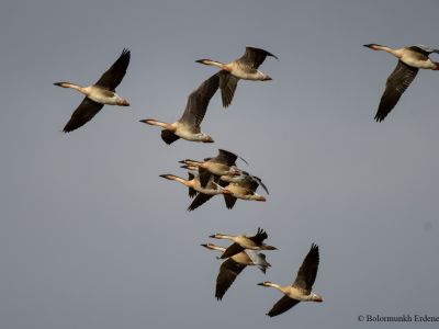 Swan Geese - Common breeding species